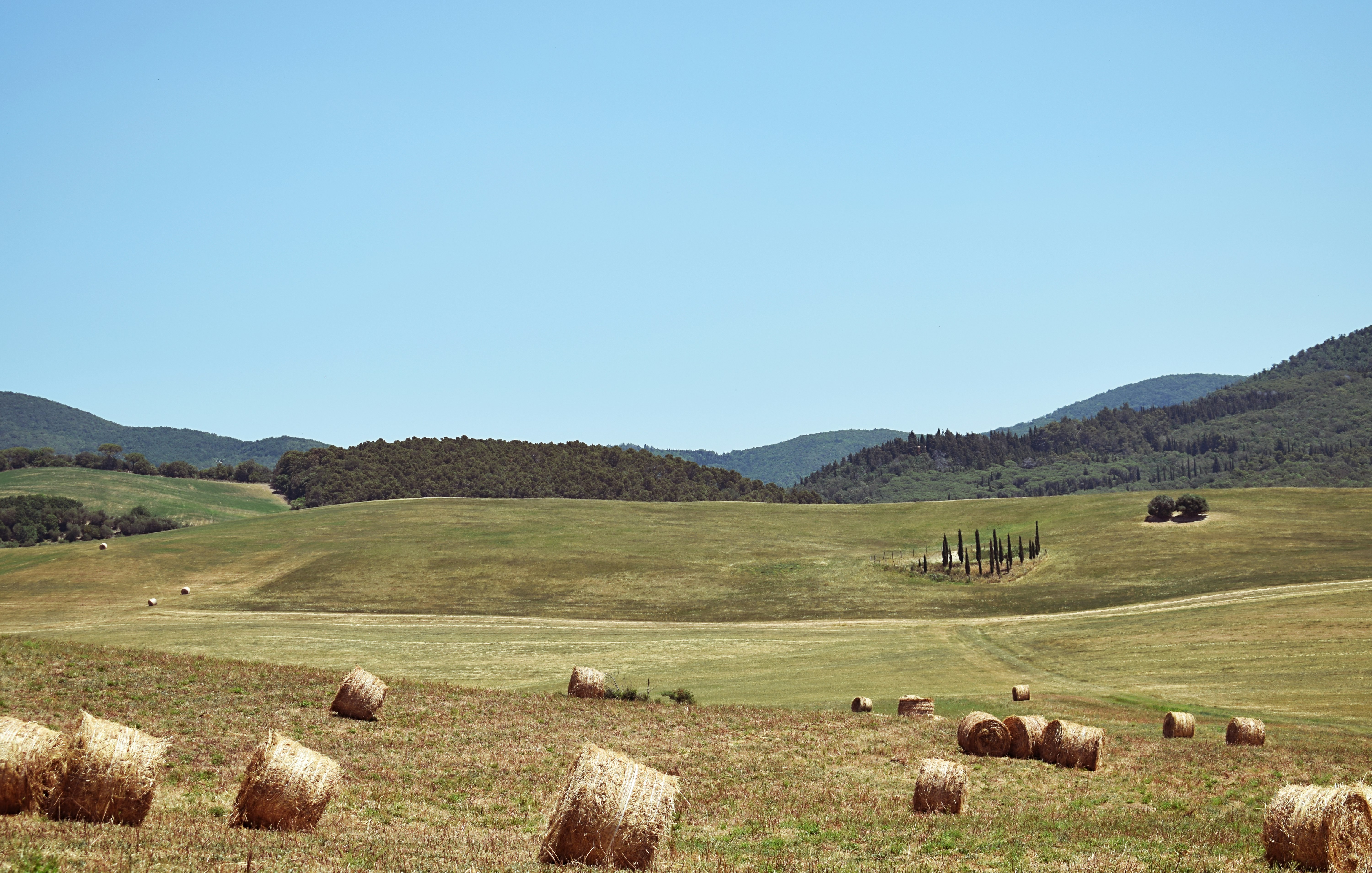 brown hay